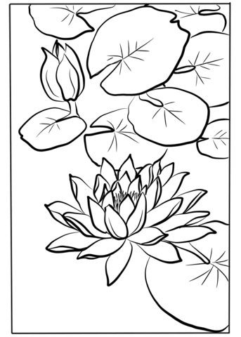 Water Lily By Kawarazaki Shodo Coloring Page